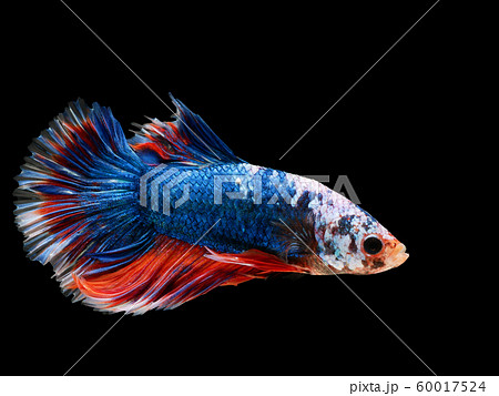 beautiful dark blue Thai fighting fish swimming with long fins and red white colorful long tail gene. fighting fish isolated on black background. beautiful dark blue Thai fighting fish swimming with long fins and red white colorful long tail gene. fighting fish isolated on black background. 60017524