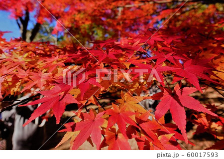 紅葉 2019 紅葉 2019 60017593