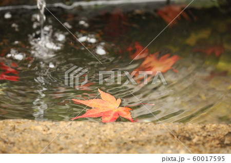 紅葉 2019 60017595