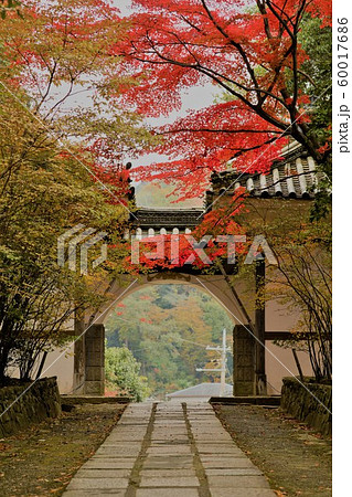 紅葉 2019 紅葉 2019 60017686