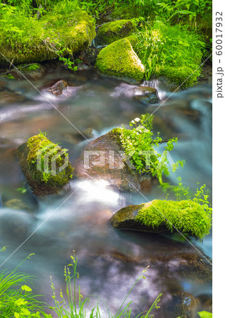 木谷沢 新緑 大山 木谷沢 新緑 大山 60017932