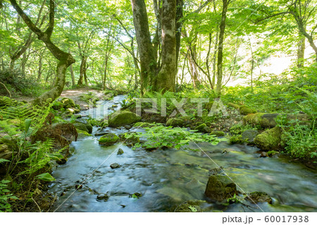 木谷沢　新緑　大山 60017938