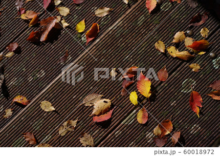 落ち葉 60018972