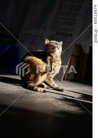 痒いところに脚が届く 痒いところに脚が届く 60018974