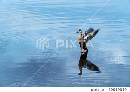 諏訪湖の鴨 60019019