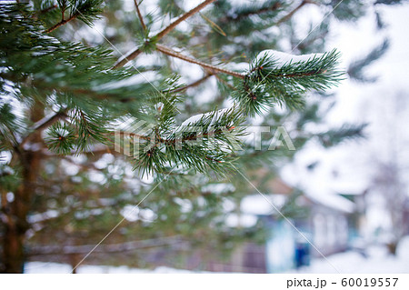 Photo of spruce branches in winter forest 60019557