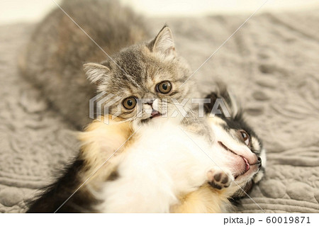 チワワとエキゾチックショートヘア 60019871