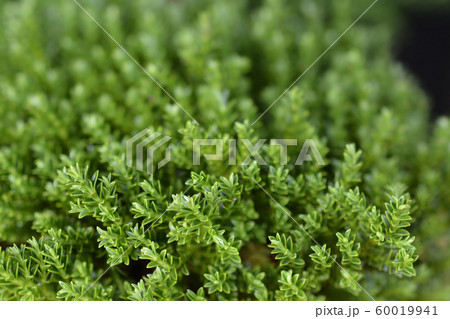 Shrubby Veronica 60019941