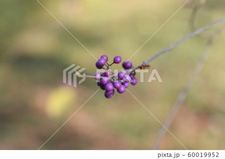 Purple Beautyberry Purple Beautyberry 60019952