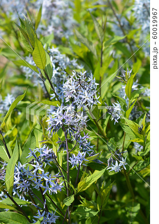 Blue dogbane Blue dogbane 60019967