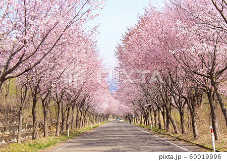 弘前の桜並木 60019996