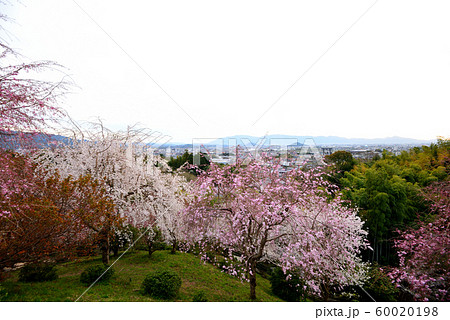 桜 桜 60020198