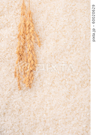 ごはん イネ 米 60020629