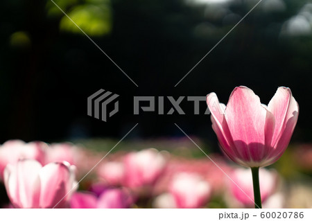 花 チューリップ 卒業 60020786