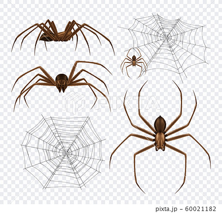 Spidernet Insects Transparent Set Spidernet Insects Transparent Set 60021182