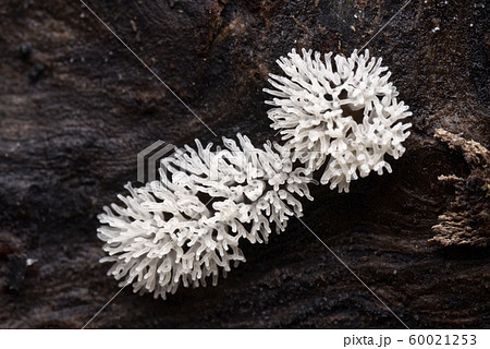 ツノホコリ 60021253