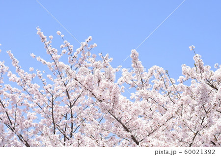 桜 桜 60021392