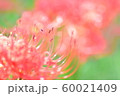 彼岸花 60021409