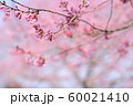 桜 60021410