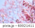 桜 60021411