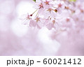 桜 60021412