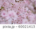 桜 60021413