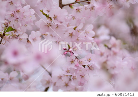 桜 桜 60021413