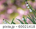 すずらん 60021418
