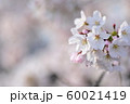 桜 60021419