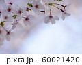 桜 60021420