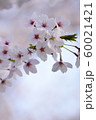 桜 60021421