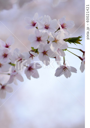 桜 桜 60021421