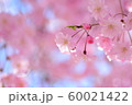 枝垂れ桜 60021422