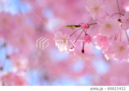 枝垂れ桜 60021422