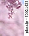 枝垂れ桜 60021423