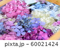 紫陽花 60021424