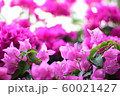 花 60021427