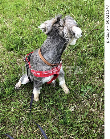 振り向く犬 60021547