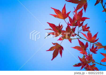 紅葉 紅葉 60022050