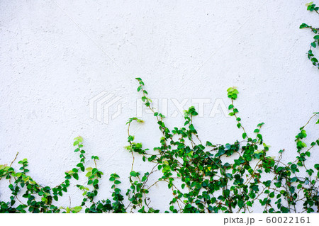 White cement background with plant 60022161