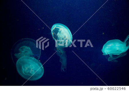 Moon jelly fish in aquarium Moon jelly fish in aquarium 60022546
