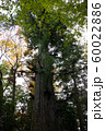 高尾山で撮った樹齢400年を超える杉です。 60022886