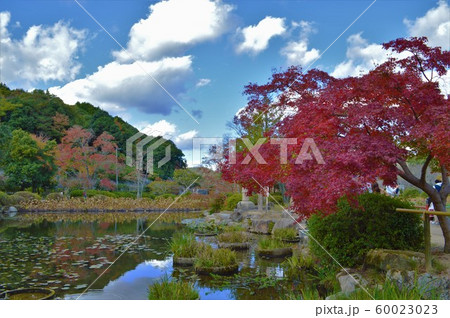 東行庵　モミジ 60023023