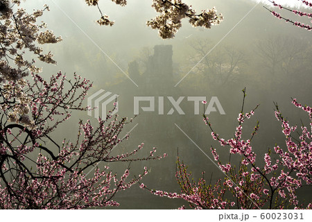 ソンバウィ 春 朝 60023031