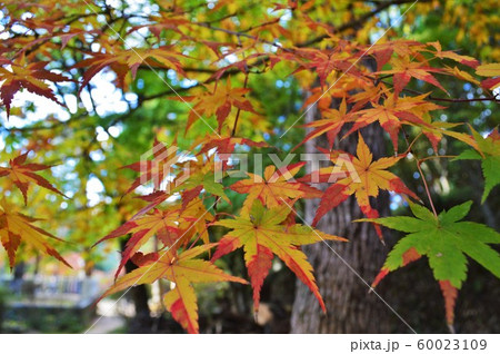 枯れた紅葉 60023109