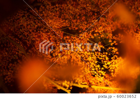 水面に写る紅葉ライトアップ 60023652
