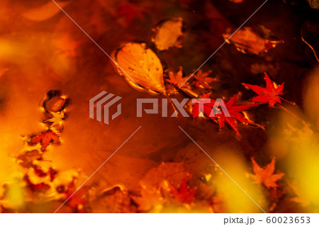 水面に浮かぶ紅葉 60023653