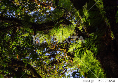 The light and shadow of the rainforest in Doi Inthanon, Chiang Mai, Thailand 60023858