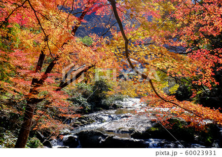 龍頭八重滝の紅葉 60023931