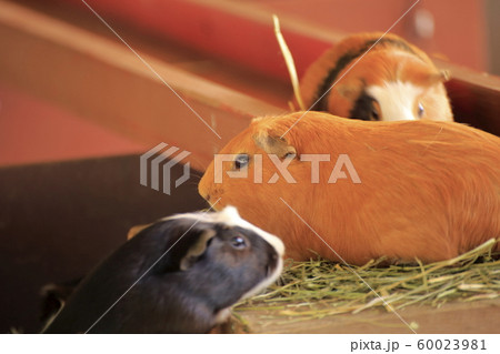 大牟田市 大牟田動物園 モルモット 大牟田市 大牟田動物園 モルモット 60023981